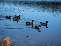 Fat Mallards