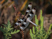3. Twelve Spotted Skimmer PMK95067 copy