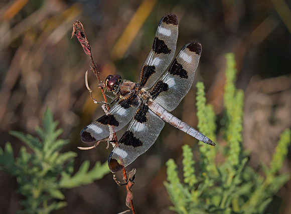3. Twelve Spotted Skimmer PMK95067 copy