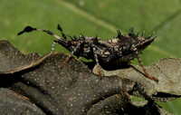 2. Helmeted Squash Bug P1000813