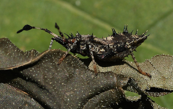 2. Helmeted Squash Bug P1000813