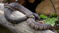 4. Diamondback Watersnake PMK92602