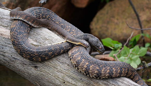 4. Diamondback Watersnake PMK92602