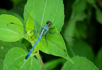 6. Eastern Pondhawk PMK91455