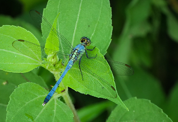 6. Eastern Pondhawk PMK91455