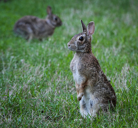 5. Eastern Cottontails P1050521 copy