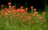 7. Texas Indian Paintbrush PMK91788