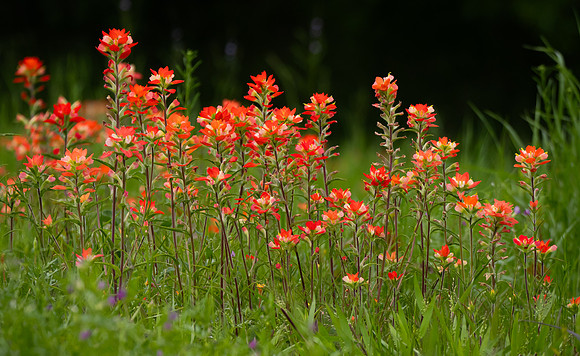 7. Texas Indian Paintbrush PMK91788