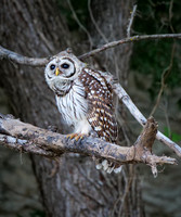 8. Barred Owl PMK90610