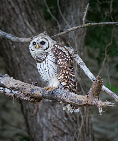 8. Barred Owl PMK90610