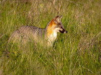 10. Grey Fox Colorado Bend SP TX PMK99736