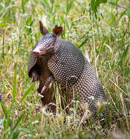 11. Nine Banded Armadillo Colorado Bend State Park Texas USA P1013318