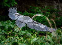 12. Great Blue Heron Colorado Bend SP Texas USA P1013243