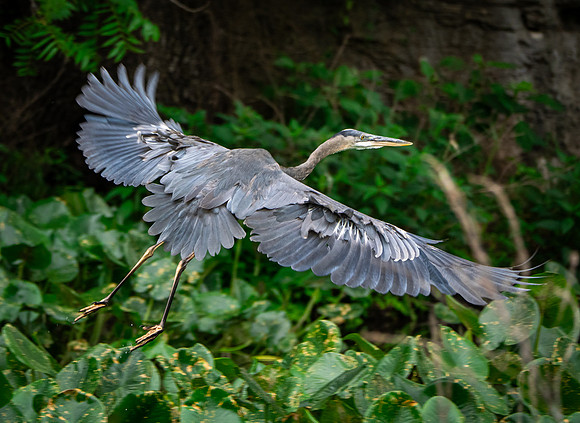 12. Great Blue Heron Colorado Bend SP Texas USA P1013243
