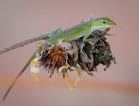 15. Geen Anole Mansfield TX PMK94649