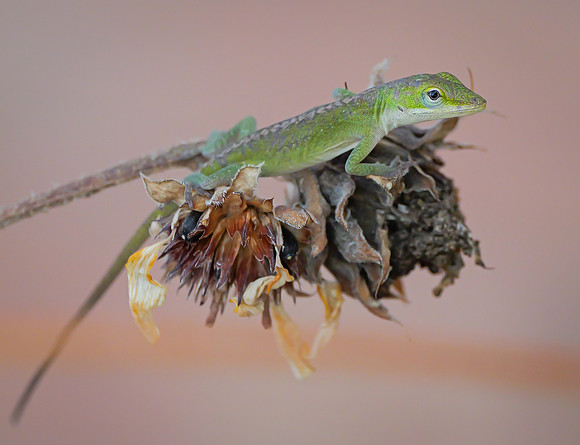 15. Geen Anole Mansfield TX PMK94649