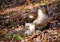 13. Red -tailed Hawk w Squirrel PMK97400 copy