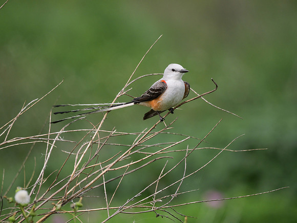 16. Scissor-tailed Fly Catcher Lake Arrowehead SP PMK92259