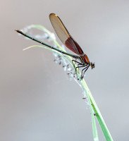 20. American Rubyspot
