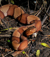 17. Broad -banded Copperhead P1020388 copy