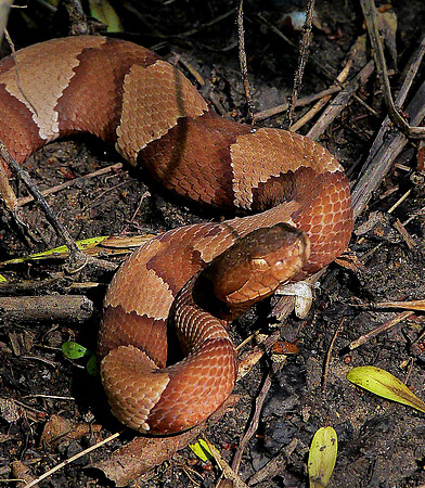 17. Broad -banded Copperhead P1020388 copy