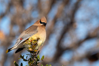 18. Cedar Waxwing Mansfield TX PMK91968