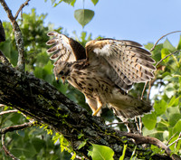 22. Red -shouldered Hawk ONP PMK99885
