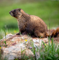 23. Yellow -bellied Marmot PMK94876