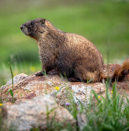 23. Yellow -bellied Marmot PMK94876