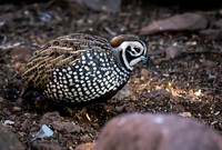 19. Montezuma Quail PMK98069