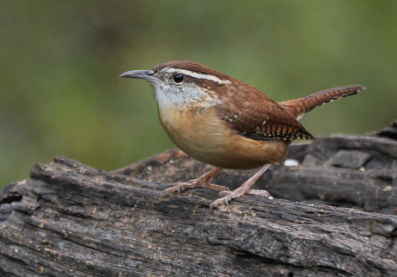 25. Carolina Wren Lake Livingston SP P1000647