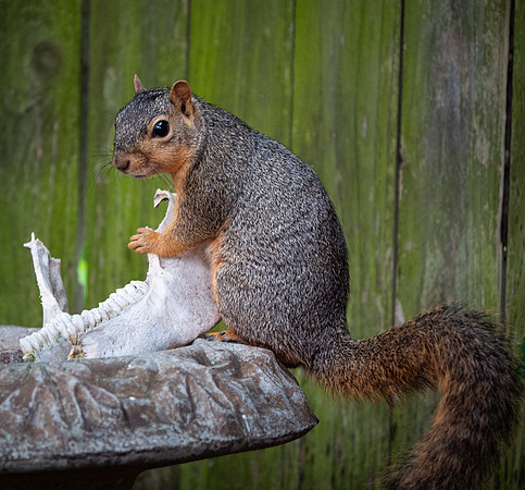 24. Eastern Fox Squirrel PMK96315