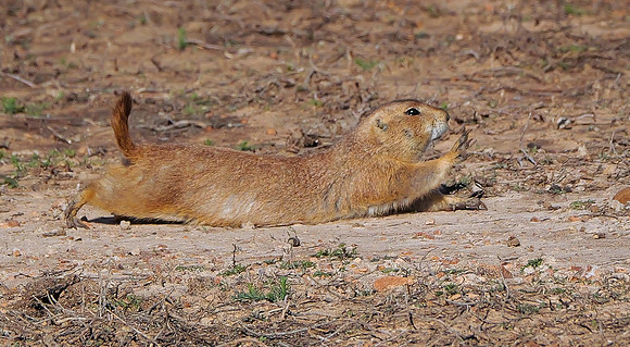26. Black-tailed Prairie Dog 90867