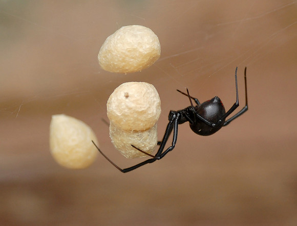 29. Western Black Widow DSC_9652