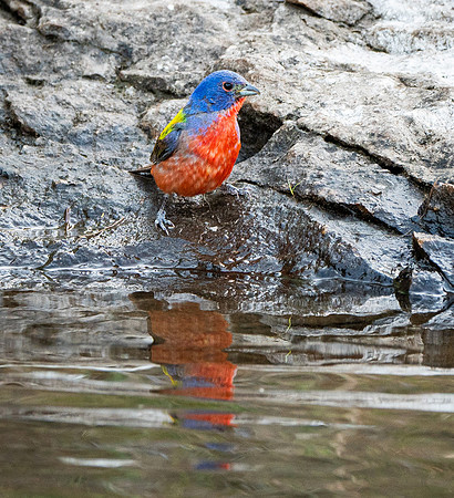 31. Painted Bunting PMK96658