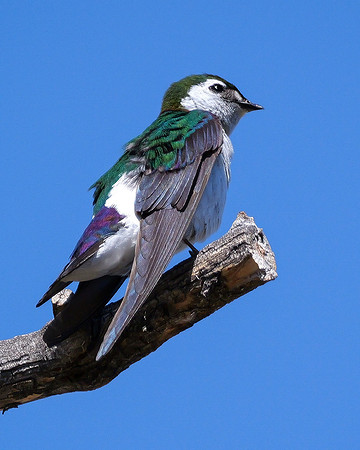 30. Violet-green Swallow PMK94039 copy