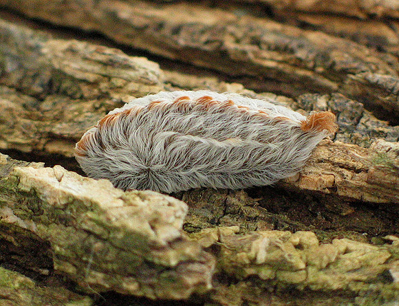 33. Southern Flannel Moth Lake Benbrook IMG_0838