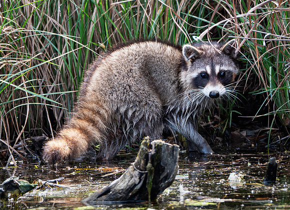 32. Common Racoon PMK95881