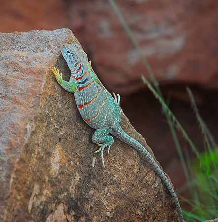 34. Eastern Collard Lizard DSC_9750