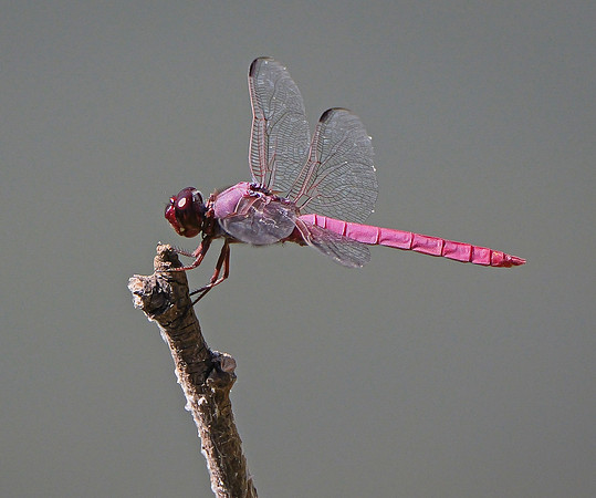 37. Roseate Skimmer PMK95194