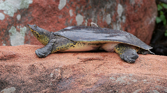 36. Spiny Softshell PMK92477
