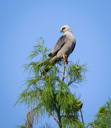 38. Mississippi Kite PMK92832