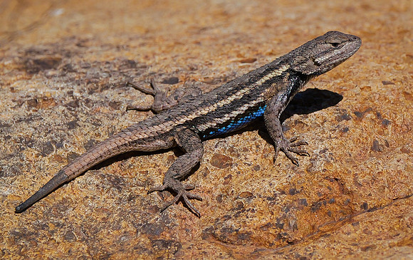 40. Prairie Lizard 91420