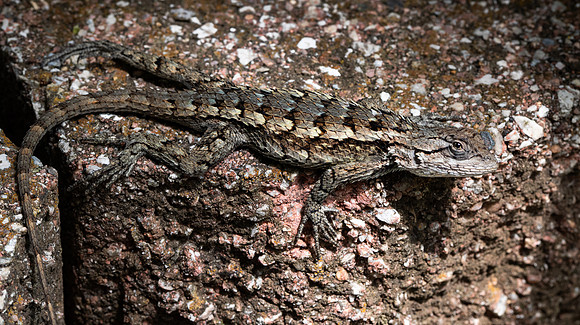 39. Texas Spiny Lizard PMK90354