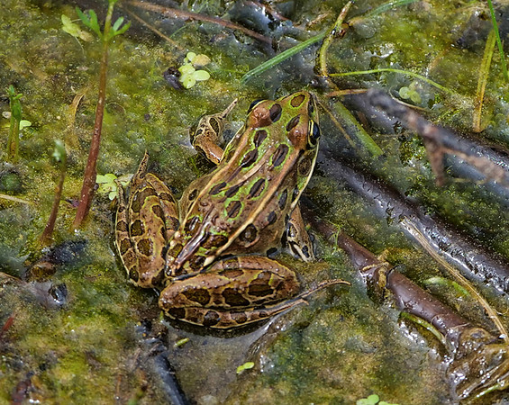 41. Northern Leopard Frog PMK95164