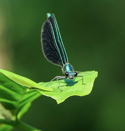 43. Ebony Jewelwing PMK95328