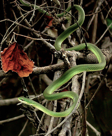 44. Rough Greensnake 8x10