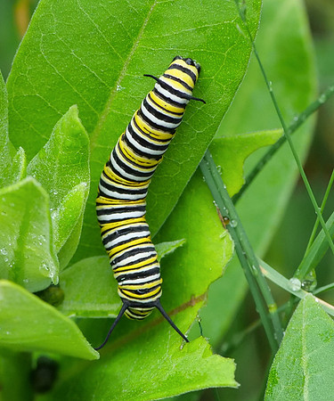 45. Monarch Beaver Island PMK95146