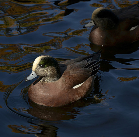 46. American Wigeon