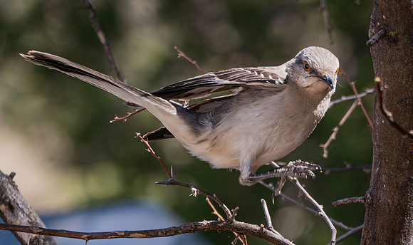 47. Northern Mockingbird Davis Mountains PMK98891